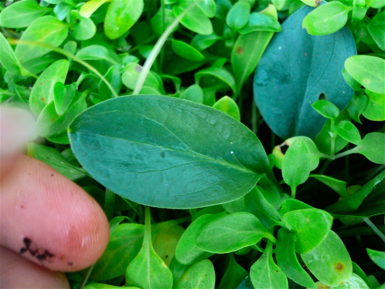 Biarum dispar (= bovei) / Gigaro di Bov